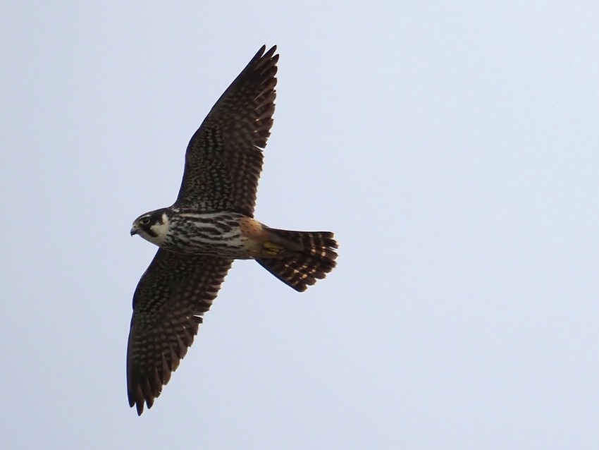 Lodolaio (Falco subbuteo)